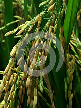 Empty rice grains due to pest attacks