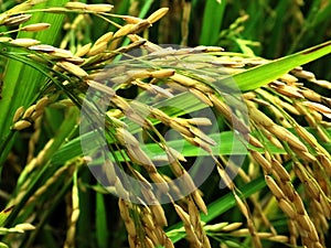 Empty rice grains due to pest attacks