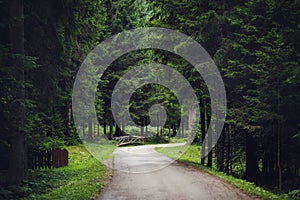 Empty road along trees in forest