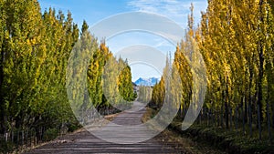 Empty Road In Argentina During Autumn 