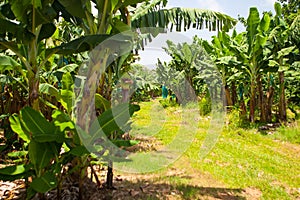 Empty road on the banana plantation, Guadeloupe