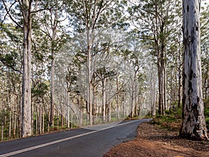 Empty road through Boranup Forest, Western Australia