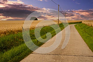 Empty road between corn fields in Flanders, Belgium