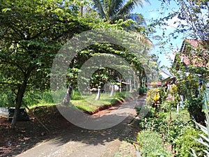 Empty road at the country side with plants