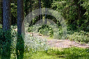 empty road in the countryside in summer