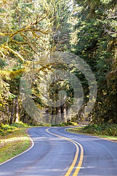 An empty road cutting through the lush vegetation of the Hoh Rainforest