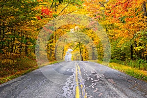 Colourful autumn trees along a road