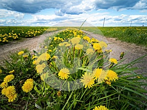 Empty road through a field with dandelions. Bright sky with clouds over the road