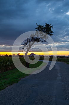 On the empty road between fields before harvesting at dramatic sunter