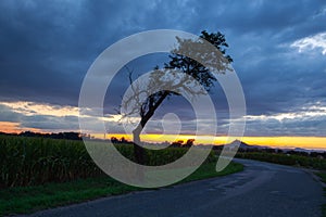 On the empty road between fields before harvesting at dramatic sunter