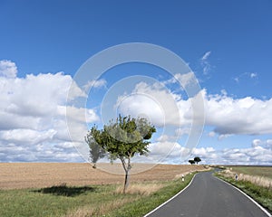 Empty road between fields on high plane neer Cochem in german voreifel