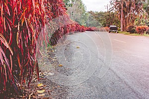 Empty road flanked with beautiful red flower growing beside the road at countryside.