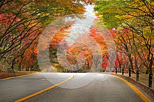 Empty road in forest during autumn