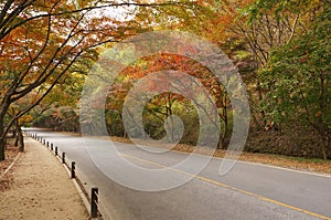 Empty road in forest during autumn