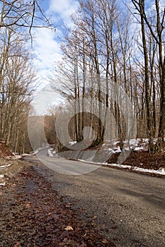 Empty road in the forest in a beautiful day, landscape