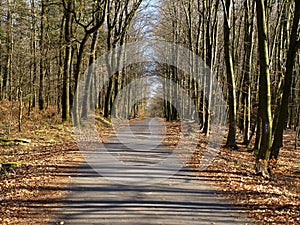 Empty road through a forest in springtime on a sunny day