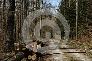 Empty road in a forest with tall fir trees during daylight