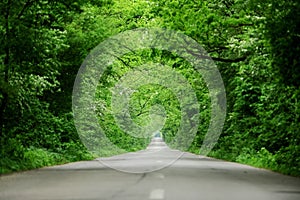 Empty road through the forest