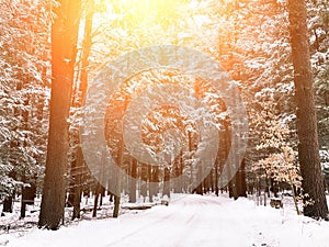 The empty road goes through woods