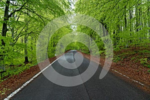 Empty road in a green spring forest. Asphalt countryside road of a mountain forest.  Mountain Road On Season. Early spring in the