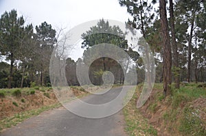 Empty Road in Jungle of Himachal Pradesh India 2