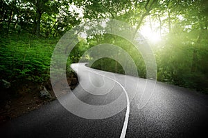 Empty road in jungle