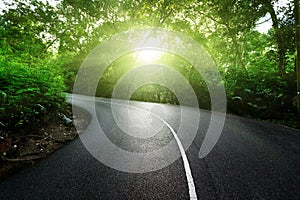 Empty road in jungle
