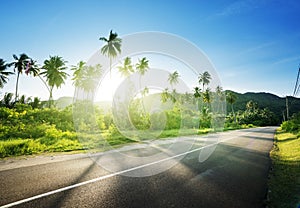 Empty road in jungle