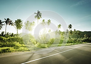 Empty road in jungle