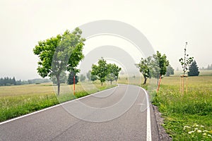 Empty road in the middle of Sumava mountains, green trees alley with thick fog in the background, Horska Kvilda