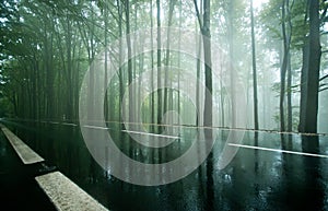 Empty road through misty dark beech forest