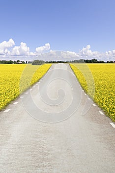 Empty road and nature in summer