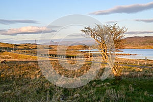 Empty road and an old tree in Rannoch Moor in Scotland during sunset