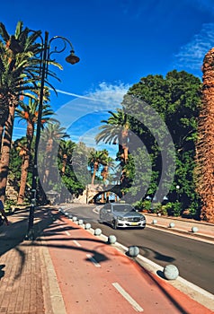 Empty road and palm trees in town