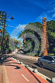 Empty road and palm trees in town