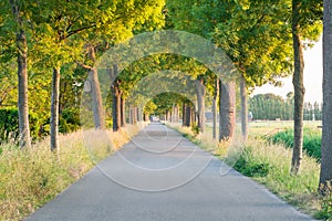 Empty road running through tree alley