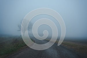 Vuoto strade un solitario un albero nebbia 