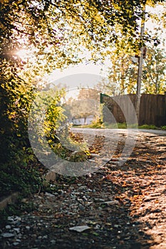 Empty road in the sunny golden rays in yellow colorful autumn park.