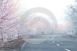 Empty road between trees covered with hoarfrost at rural site in early winter morning