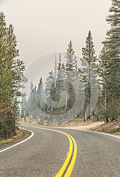 Empty Road Winding Through Forest 