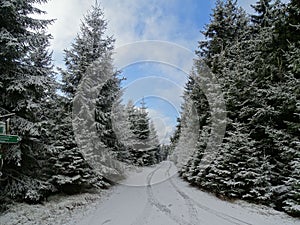 an empty road in the woods near snow covered evergreens
