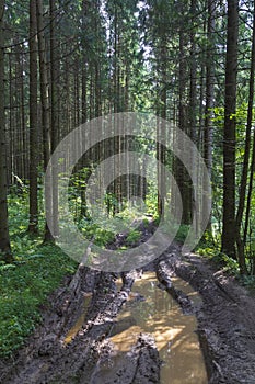 Empty rugged dirt road with puddles in green pine and spruce forests in summer.Light and shadows in sunny day. Off