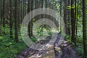 Empty rugged dirt road with puddles in green pine and spruce forests in summer.Light and shadows in sunny day. Off