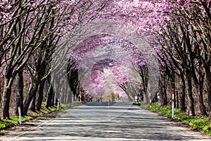 An empty rural road covered by a beautiful Cherry Blossom tunnel during spring