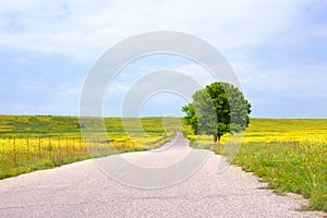 Empty rural road among green fields with yellow flowers and a lonely big green tree with a beautiful round crown