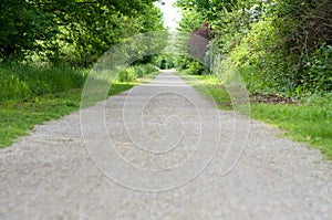 Empty rural road through leafy spring woodland