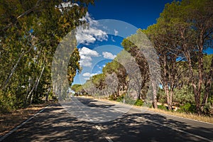 Empty rural road surrounded with trees Sardegna, Italy