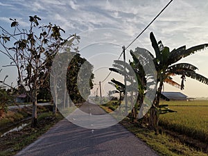 Empty rural road with trees and rice paddy field at road side in Tanjung Karang, Selangor, Malaysia.