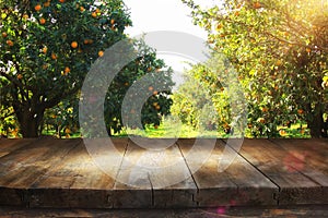 Empty rustic table in front of countryside orange tree background. product display and picnic concept.