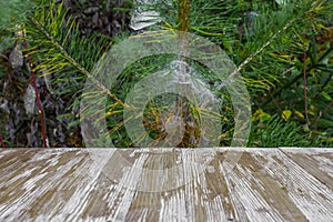 Empty rustic wood table top on christmas tree branches background with spider web in forest. Can montage or display your products